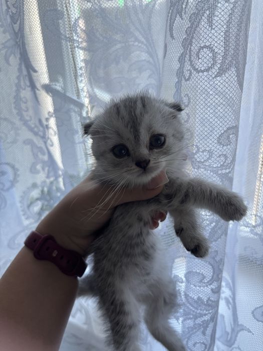 Вислоухие котята