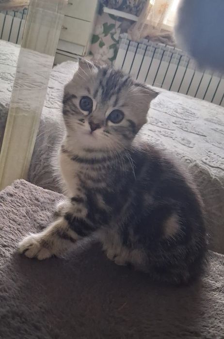 Шотландские котята