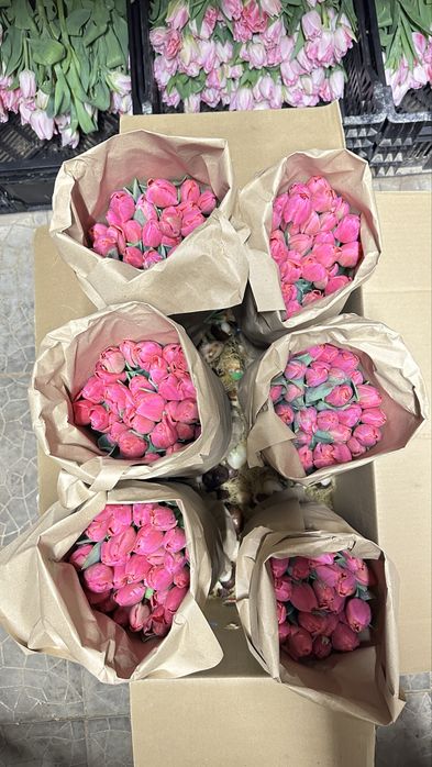 Тюльпаны Алматы. Тюльпаны из теплицы.