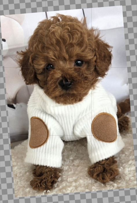 Пудел той /Poodle toy с генетични тестове на родителите с  родословие