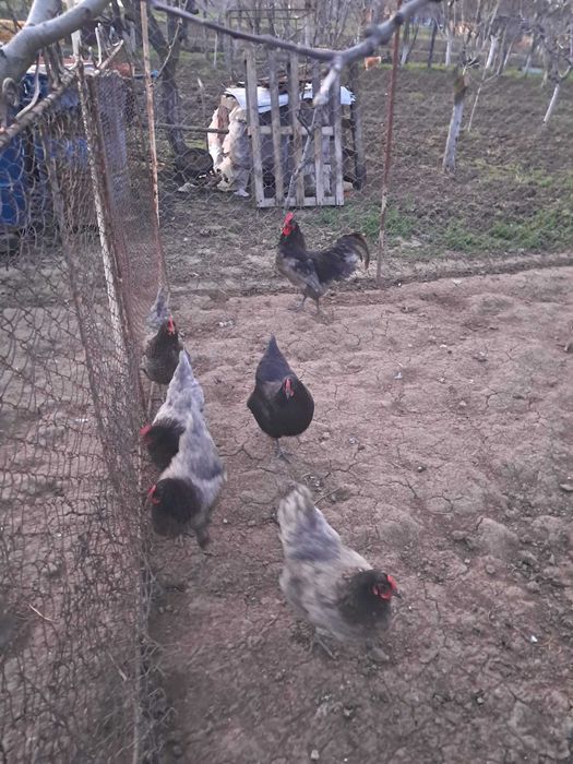 Vând ouă de găini Australorp