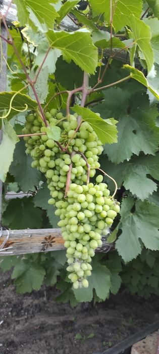 Продается Дача .