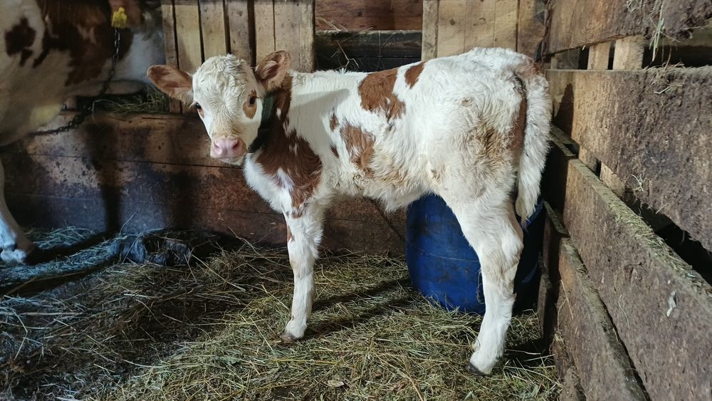 Vițică vacă vițel