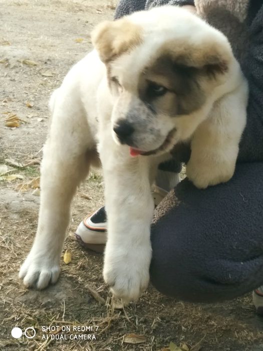 Шенок Алабая чистокровный