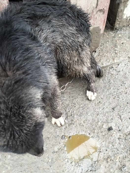 Vind cățelușă de rasă Ciobanesc de Bucovina corb