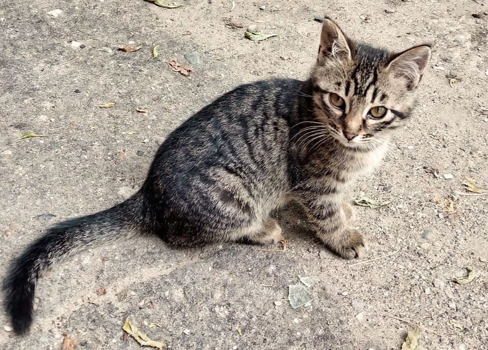 Котёнок мальчик в добрые руки