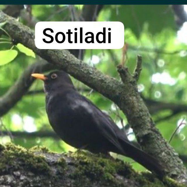 Listovka qush  Shama bor  шаман sotiladi bulbul bor sotiladi