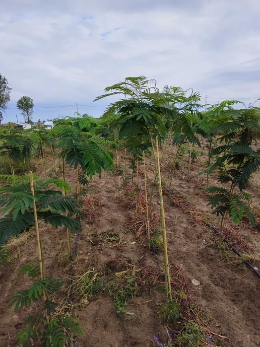 Albizzia,Platani,Tuia