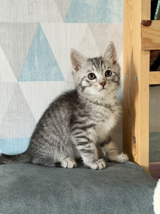 Котенок девочка ищет дом