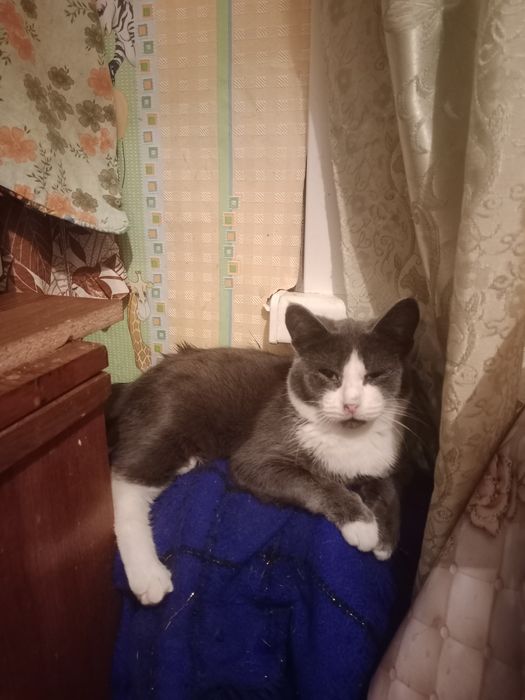 В добрые руки.котята мальчики и девочка