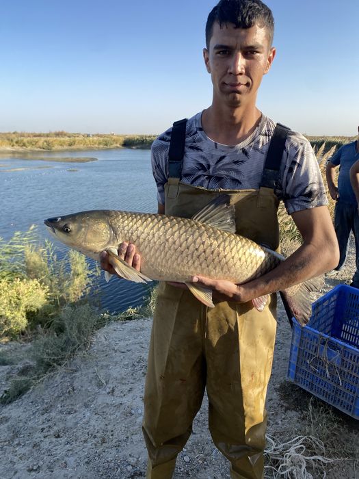 Baliq рыба Buxoro optim va donaga ham bor