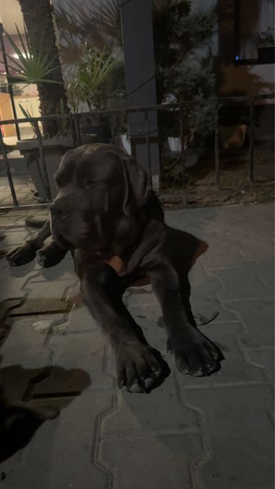 Pui Cane Corso