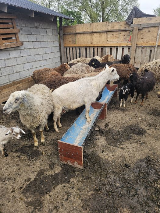 Козёл коза Ешки текесимен