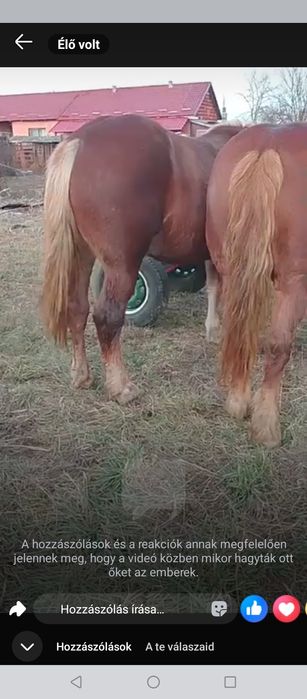 Doi ieapa de vanzare