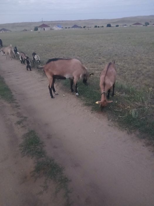 Альпийский Ешкілер сатылады
