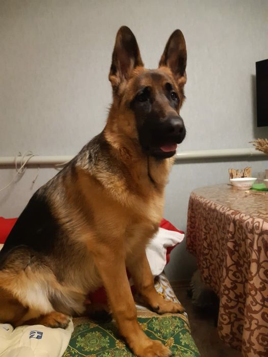 Вязка немецкой овчарки