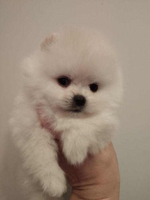 Продам щенков померанских шпицев