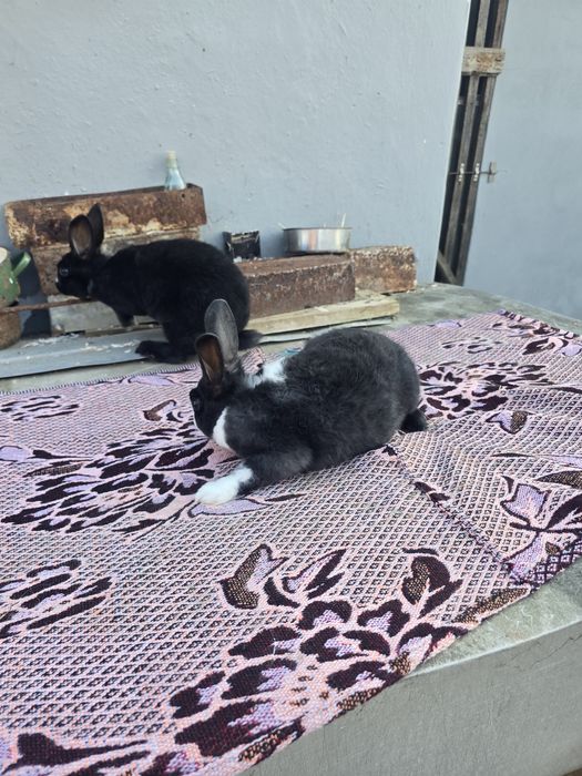 Rex dalmațian de vânzare