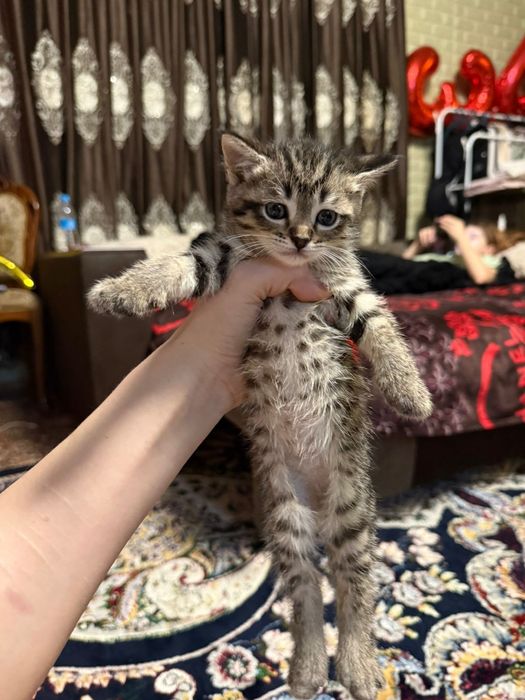 Отдам в хорошие руки котят