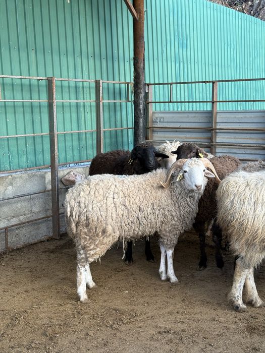 Бараны на выбор/ Кой сатамыз / токты сатамыз