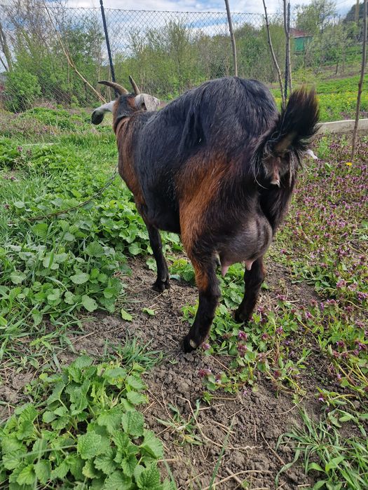Capră tânără rasa anglo-nubian+ un ieduț