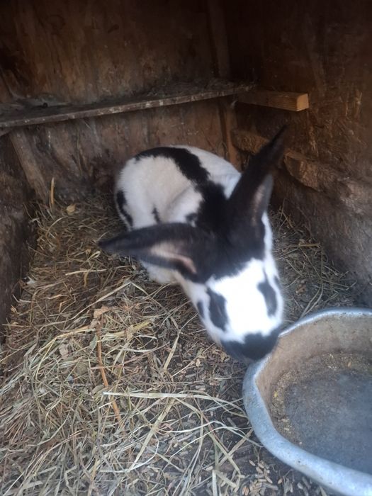 Devinzarw Iepuri fluture