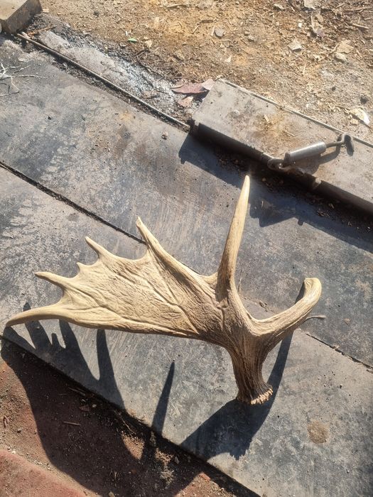 Лог лося натуральный целый