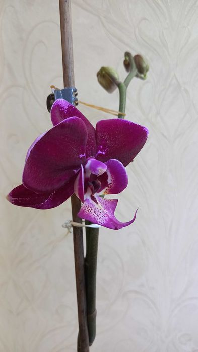 Орхидея фаленопсис цветущая продам