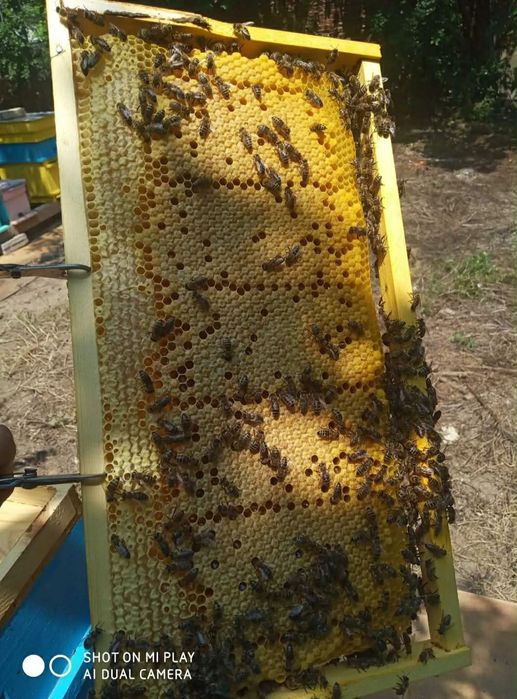 Пчелни семейства  2026