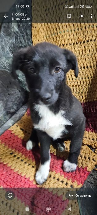 В добрые руки два щеночка девочки