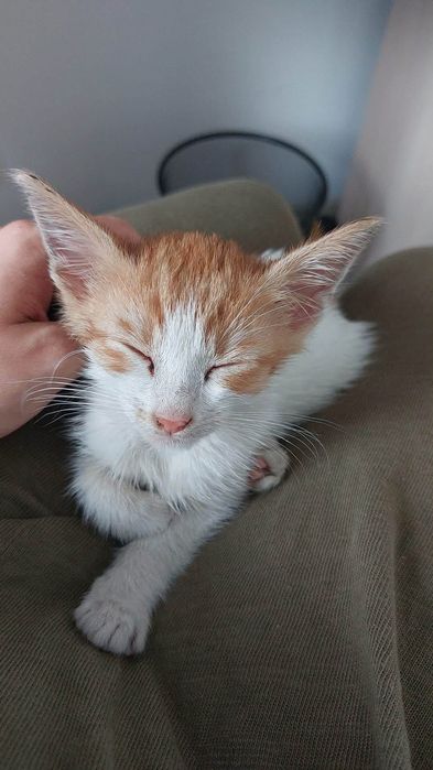 Motanel in varsta de 2 luni pentru adoptie