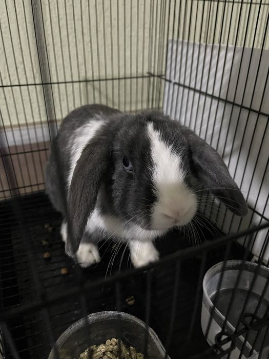 Продам Пару Мини Лоп