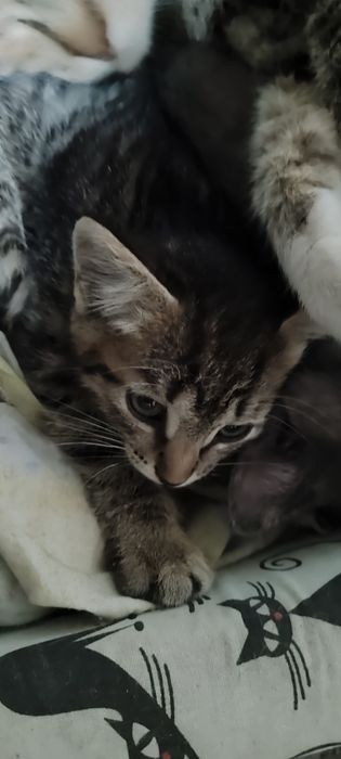 Отдаю котят в добрые руки