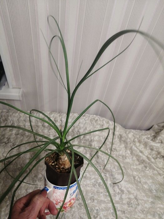 Февральские цветы