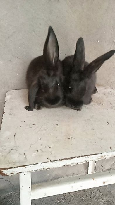 Кролики Калифорнийские