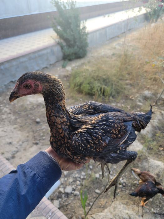 Дакан жужалар 4 ойлик