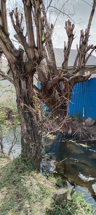 Бесплатно деревья