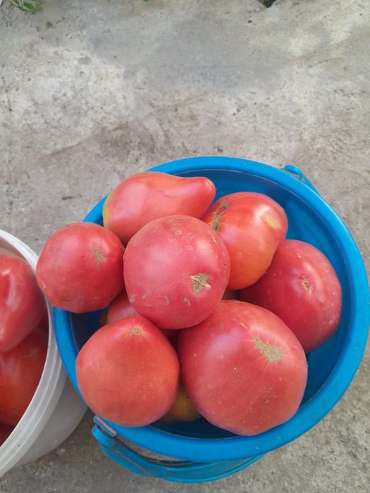 Продам помидоры домашние
