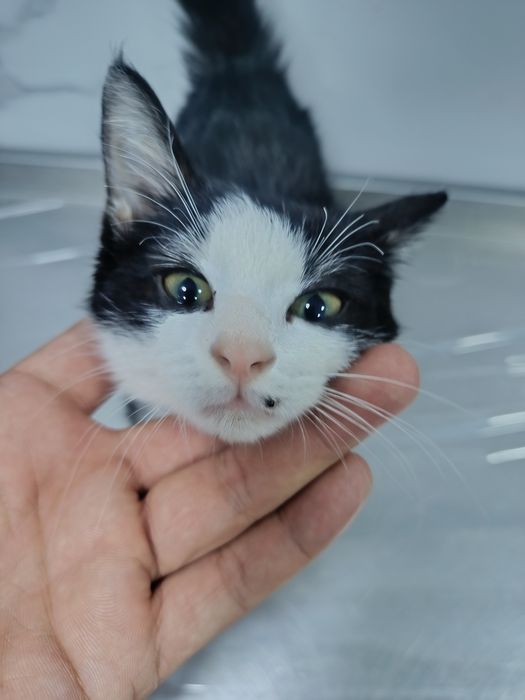 Котенок 2 месяц очень ласковый)))