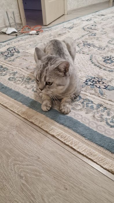 Отдам кота в очень хорошие руки