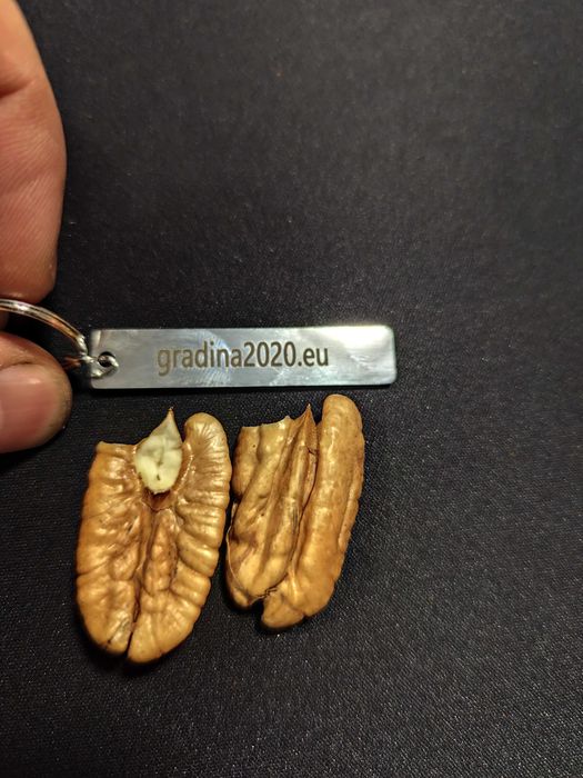 Разсад Орех Пекан