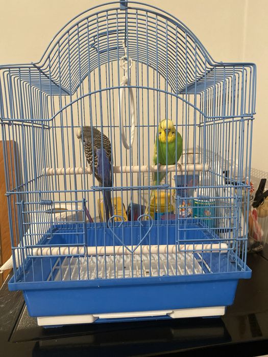 Папугай жағыдайы жақсы