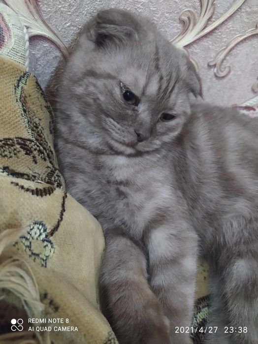 Пародистая кошка в добрый руки