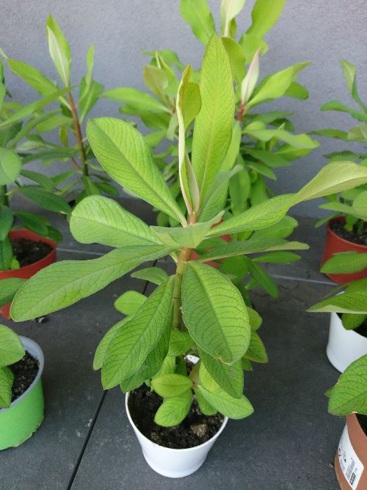Planta verde Arbore de cauciuc