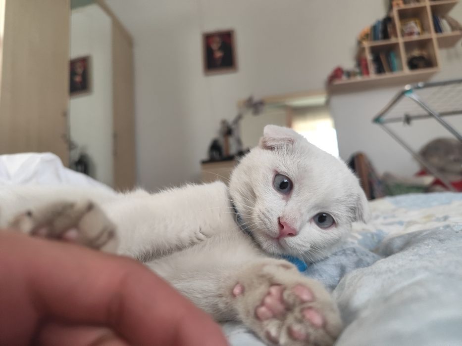 Пропал котёнок Каспер