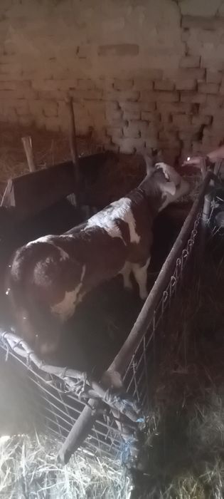 Vând vaca și junincă cu vitei