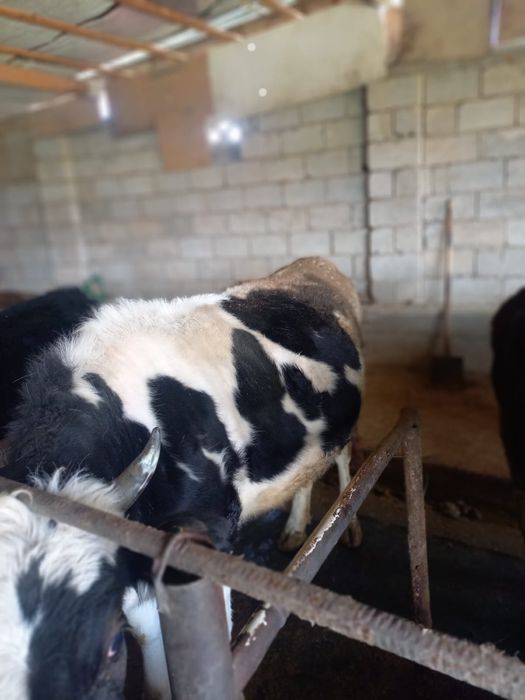 Құнажын сатылады