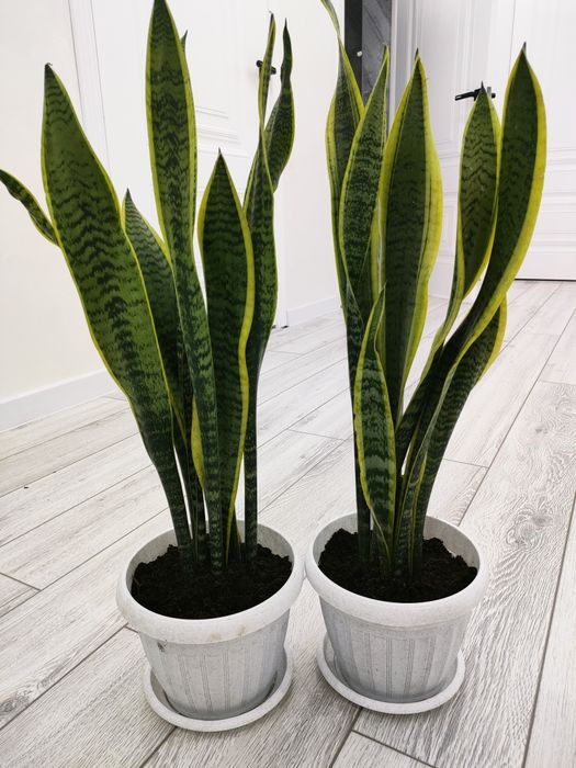 Комнатные цветы, доставка