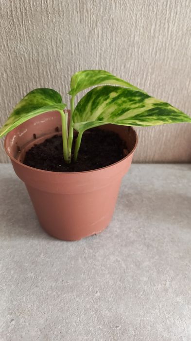 Продам цветок Эпипремнум