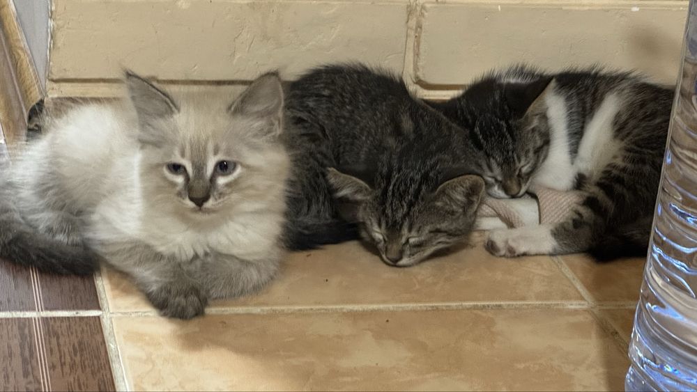 Бесплатно отдаем котят